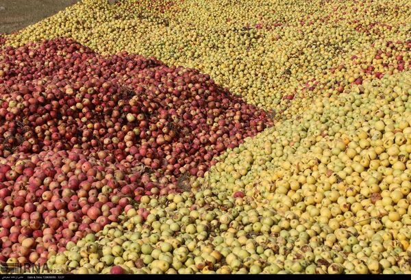 طرح خرید حمایتی انواع سیب درختی با مصارف صنعتی آغاز شد