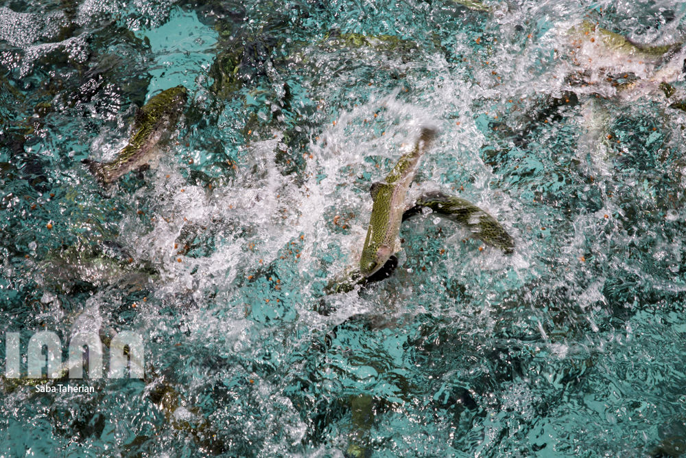 مزرعه ماهی و علوفه