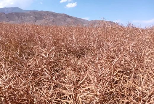 برداشت بیش از ۷۵ تن دانه روغنی کلزا از مزارع شهرستان جلفا 