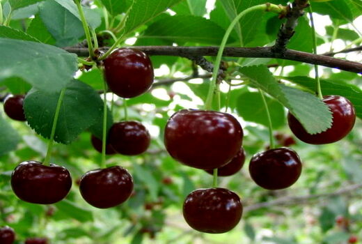 ۳۶۰۰ تن زردآلو، گیلاس و آلبالو در نهاوند برداشت می‌شود