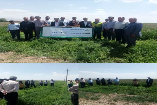 برگزاری مراسم روز انتقال یافته مقایسه عملکرد علوفه اسپرس در شهرستان آبیک