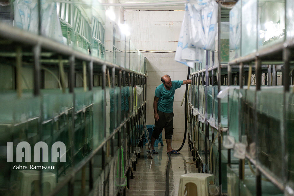 پرورش ماهی های زینتی صادراتی