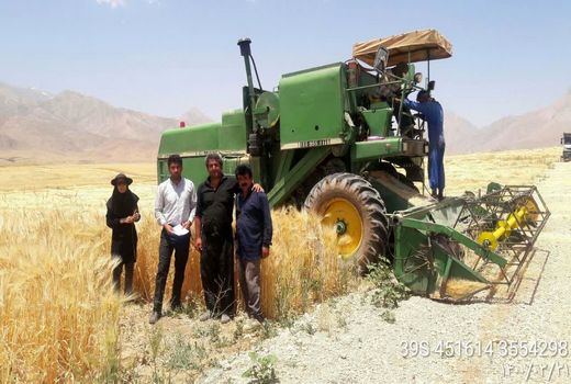 «کیل گیری» مزارع جو شهرستان اردل 