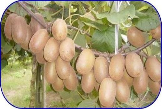 70 درصد کیوی تنکابن قابلیت صادرات دارد/ پیش‌بینی تولید 85 هزار تنی