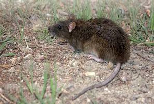 توزیع سم رایگان برای مبارزه با جوندگان در خرمشهر