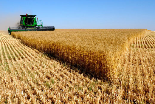 آغاز خرید محصول گندم در شهرستان های کلیبر و خداآفرین توسط مراکز خرید استان آذربایجان شرقی