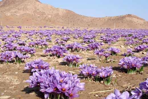 ۱۰۰ هکتار اراضی یزد به کشت زعفران اختصاص یافت 