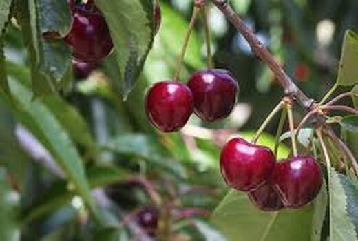 فرآوری نیمی از آلبالوهای باغات خمینی شهر