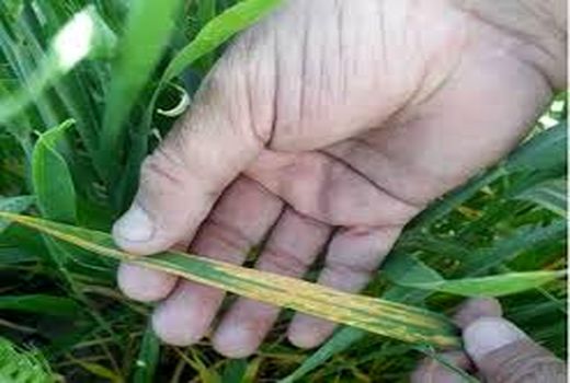 احتمال ظهور بیماری زنگ گندم در مزارع/ تشکیل اکیپ های پایش و ردیابی در استان بوشهر
