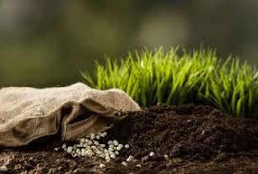 عملیات تغذیه با کود سرک در مزارع کشاورزی شهرستان البرز آغاز شد