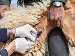 اردوی جهادی دامپزشکی در دشتی برگزار شد 