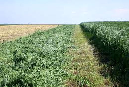 ارتقاء سطح مهارتی کشاورزان در مقابله با آفات و بیماری‌های یونجه