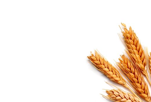 تاکید جدی سازمان حفظ نباتات بر ضد عفونی کردن بذرهای خود مصرفی  گندم پیش از کشت