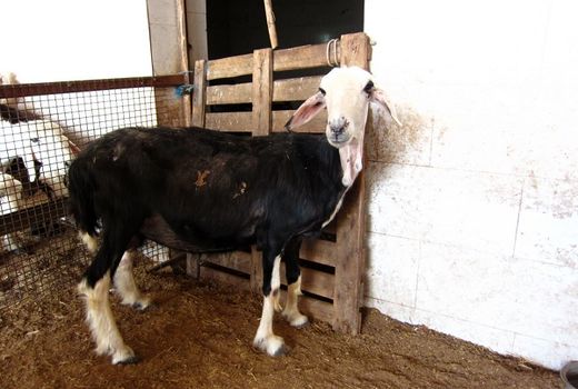 پایش و ثبت ملی گوسفند نجدی در خوزستان؛ گامی برای صیانت از ذخایر ژنتیکی