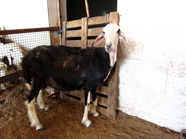 پایش و ثبت ملی گوسفند نجدی در خوزستان؛ گامی برای صیانت از ذخایر ژنتیکی