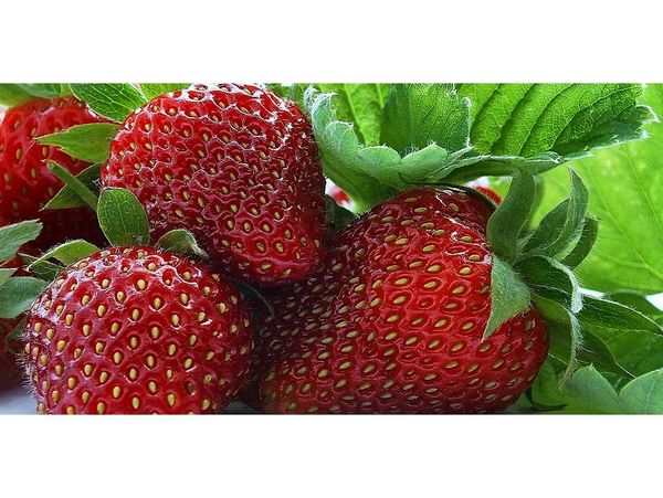 صدور نشان حد مجاز آلاینده ها برای توت فرنگی بابل