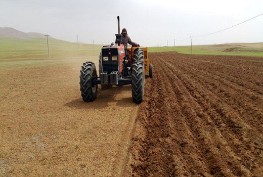 کشت گندم و جو در ۷۰ درصد از اراضی چالشتر