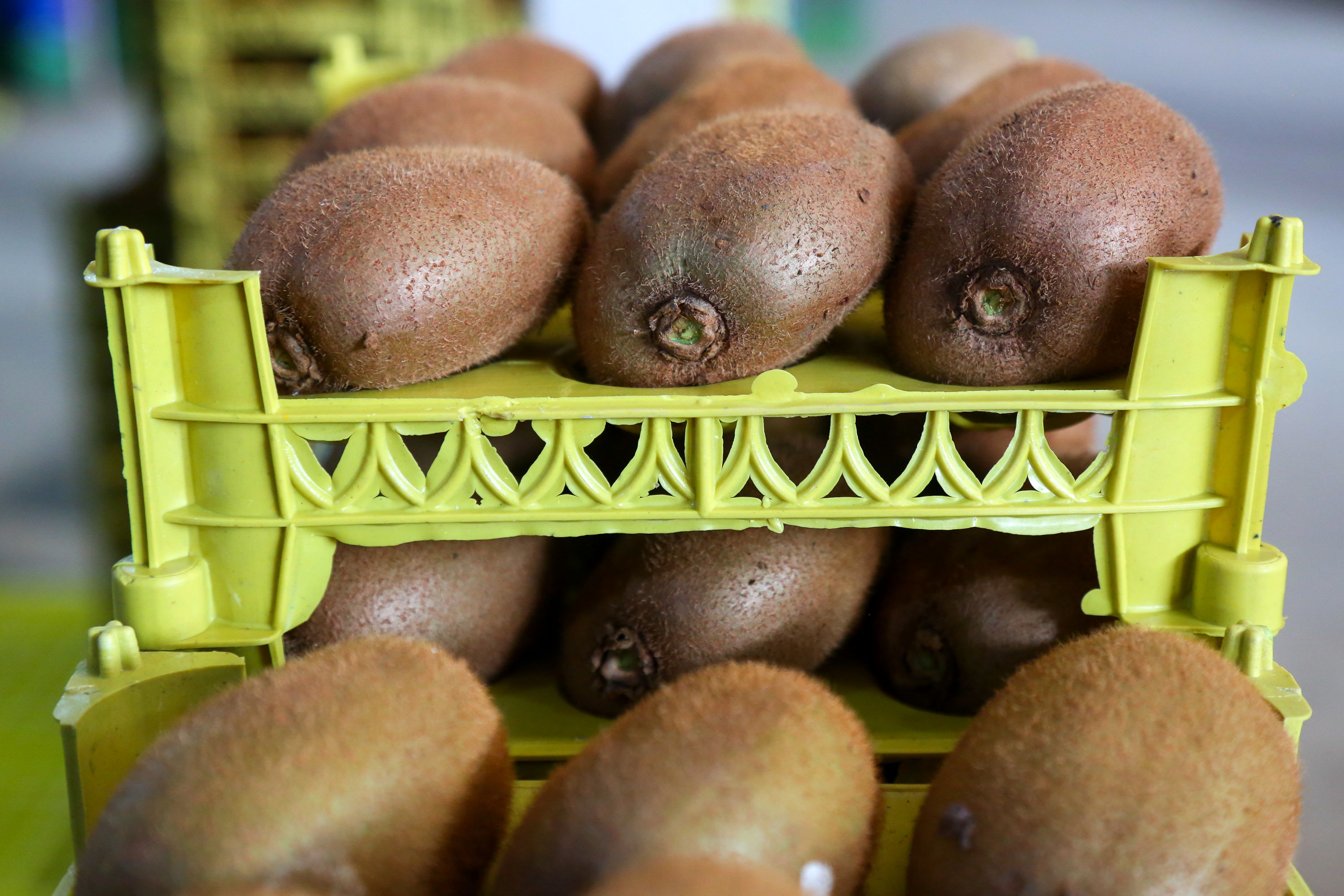  میوه ای شگفت انگیز به نام کیوی 