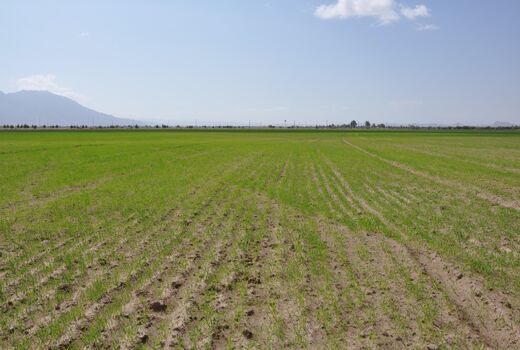 آغاز کشت گندم در سطح 67 هزار هکتار در سیستان و بلوچستان