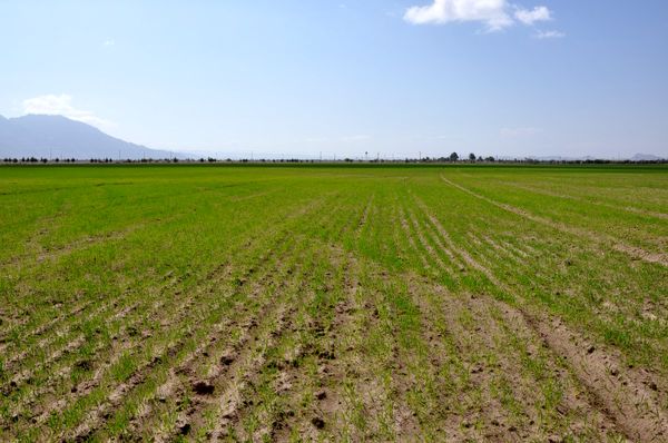 آغاز کشت گندم در سطح 67 هزار هکتار در سیستان و بلوچستان