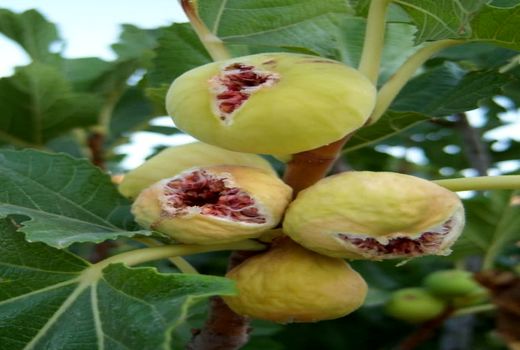 تولید بیش از 6500 تن انجیرخشک در نی ریز