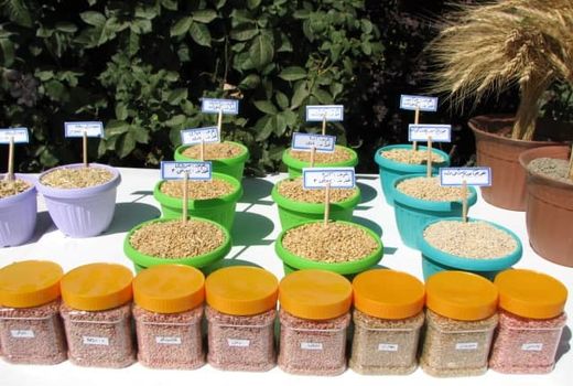 تولید و فرآوری ۶ هزار و ۶۰۰ تن بذر اصلاح شده گندم در استان قزوین