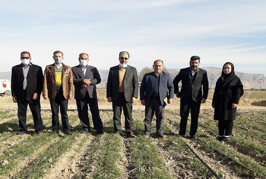 کشت قرار دادی برای محصولات اساسی اجرا می شود