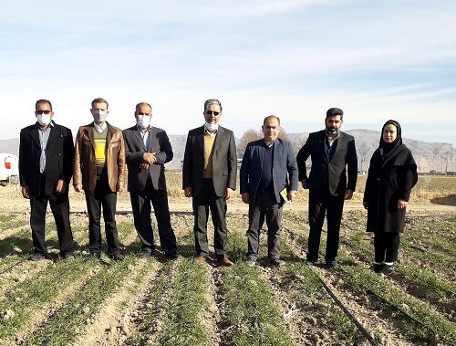 کشت قرار دادی برای محصولات اساسی اجرا می شود