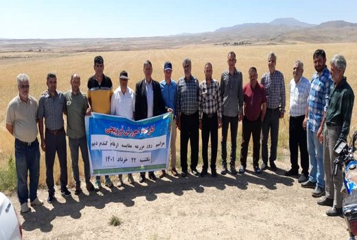 بهره برداران شهرستان آوج با مدیریت تغذیه گیاهی گندم در اراضی گشاورزی آشنا شدند 