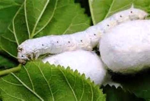 حمایت از نوغانداری در استان اصفهان