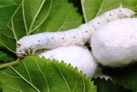 حمایت از نوغانداری در استان اصفهان