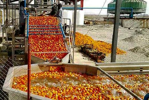 روند جذب سیب صنعتی توسط واحدهای صنایع تبدیلی استان تسریع یابد
