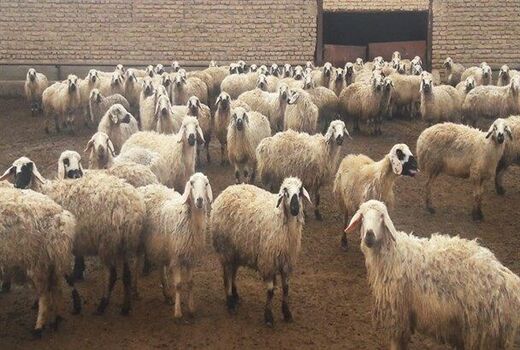 بهره‌برداری از دو طرح کشاورزی و دامپروری در شهرستان راور در هفته جهاد کشاورزی 