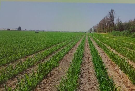کشت ذرت علوفه‌ای در یک هزار هکتار از مزارع زرقان آغاز شد