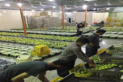 ایجاد 260 اشتغال جدید در بخش کشاورزی قیروکارزین