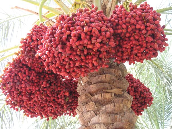 برداشت 280 هزار تن خرما در سیستان و بلوچستان