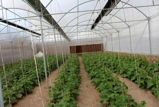 گلخانه‌های کوچک مقیاس در دشتی مجوزدار شدند 
