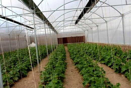 گلخانه‌های کوچک مقیاس در دشتی مجوزدار شدند 