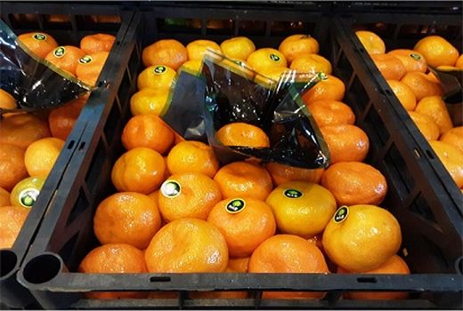 صادرات 11 هزار تن مرکبات از ساری به کشورهای همسایه