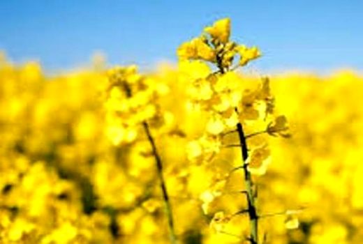 رکورد خرید کلزا در جنوب‌ شرق تهران شکسته شد