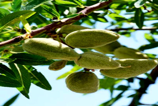 پیش بینی تولید ۱۰۰ تن بادام از باغات شهرستان البرز