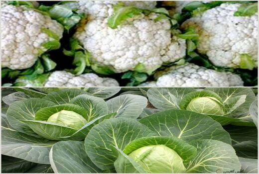 پیش بینی تولید  بیش از 12 هزار تن کلم برگی و گل کلم در آذربایجان غربی