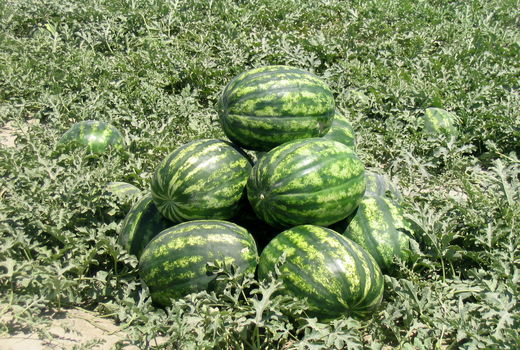 برداشت بیش از 600 هزارتن محصولات جالیزی در سیستان وبلوچستان