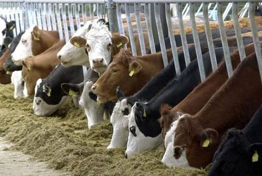 طرح توسعه نژاد سیمینتال در  استان  قزوین  اجرا شد