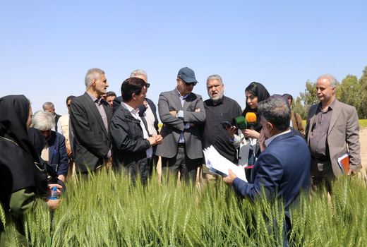 مجید آنجفی:  زراعت در امنیت غذایی کشور سهم ۷۵درصدی دارد