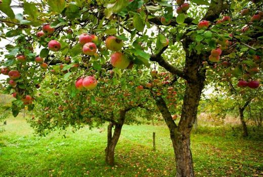 برداشت سیب درختی در استان کرمان  تا  اواخر آبان ماه ادامه دارد