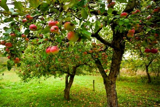 برداشت سیب درختی در استان کرمان  تا  اواخر آبان ماه ادامه دارد