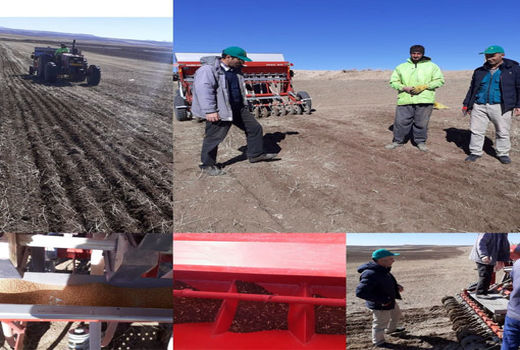 کشت گیاه روغنی کاملینا برای نخستین بار در شهرستان هشترود