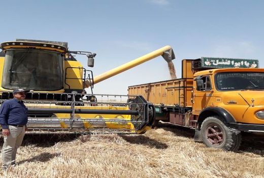 خرید گندم در خراسان شمالی از مرز ۱۰۰ هزار تن گذشت