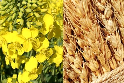 ثبت بیش از ۱۱۵ هزار هکتار کشت قراردادی گندم و کلزا در خوزستان